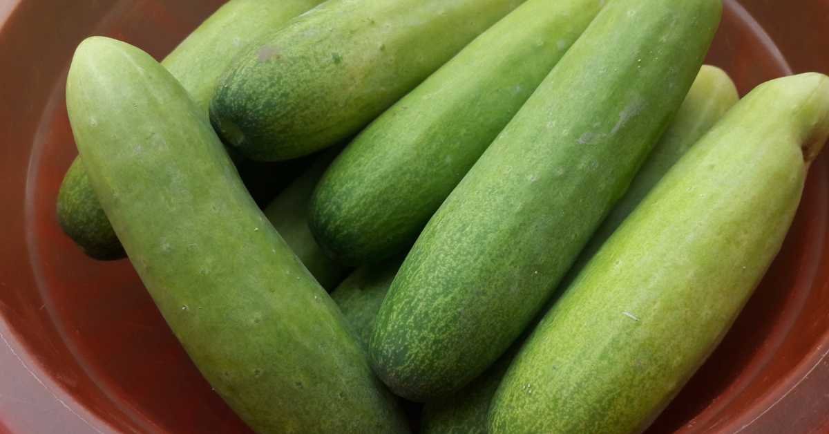 Store Cucumbers in a Vented Container