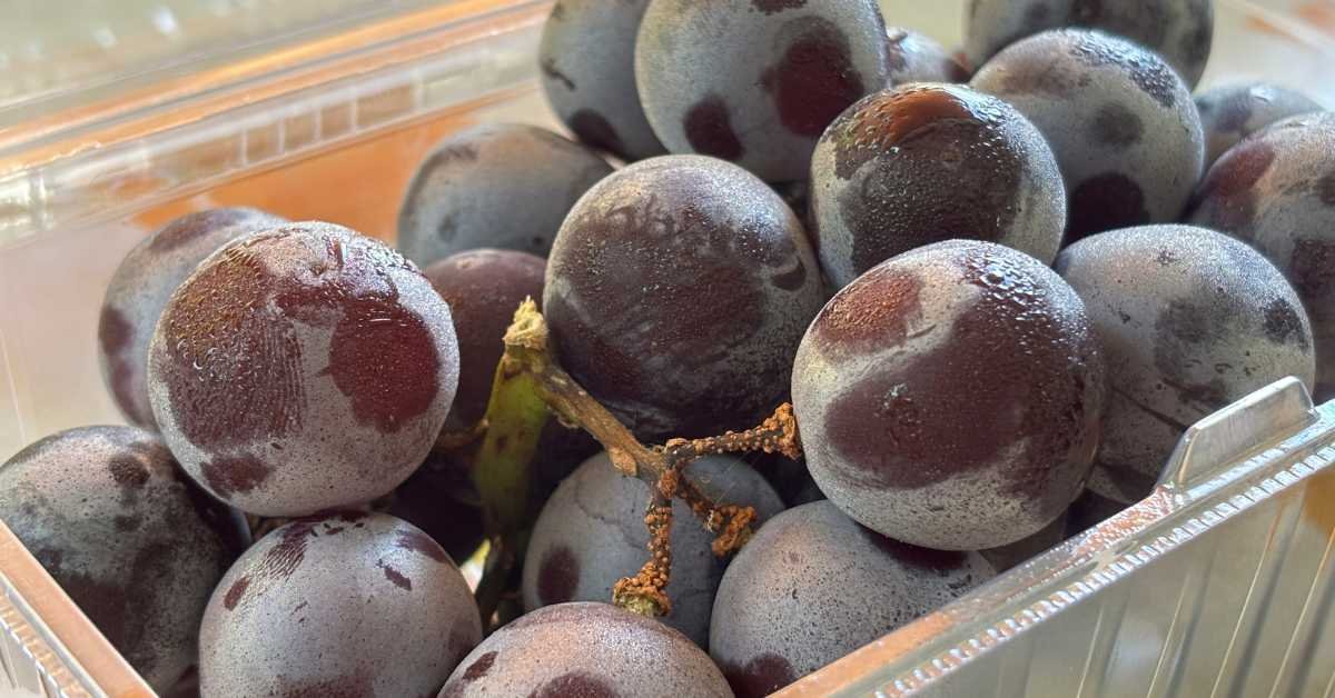 Use Freezer-safe Airtight Bags or Containers