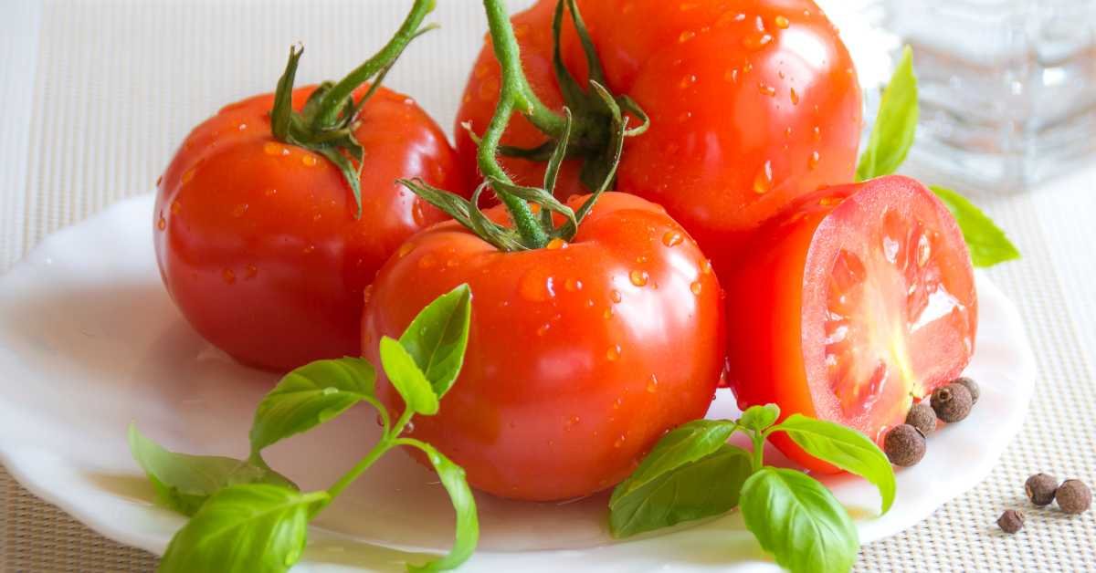 Moisture Damages Tomatoes