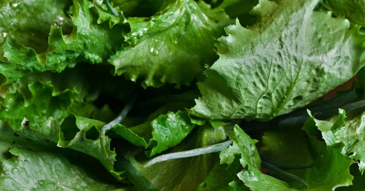 Don't Cut Lettuce Too Early